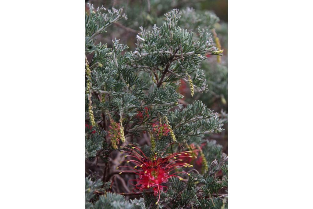 Preiss Grevillea