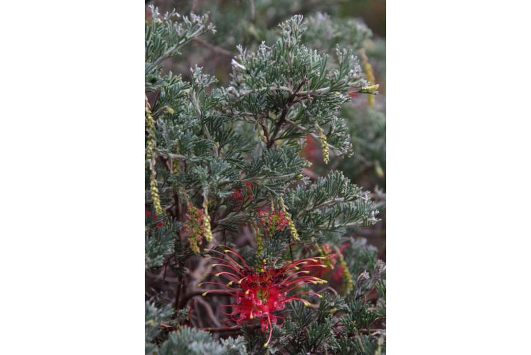 Grevillea preissii -11510