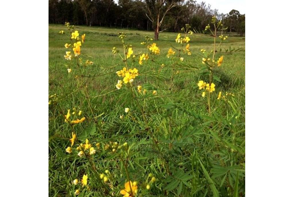 Peperblad senna