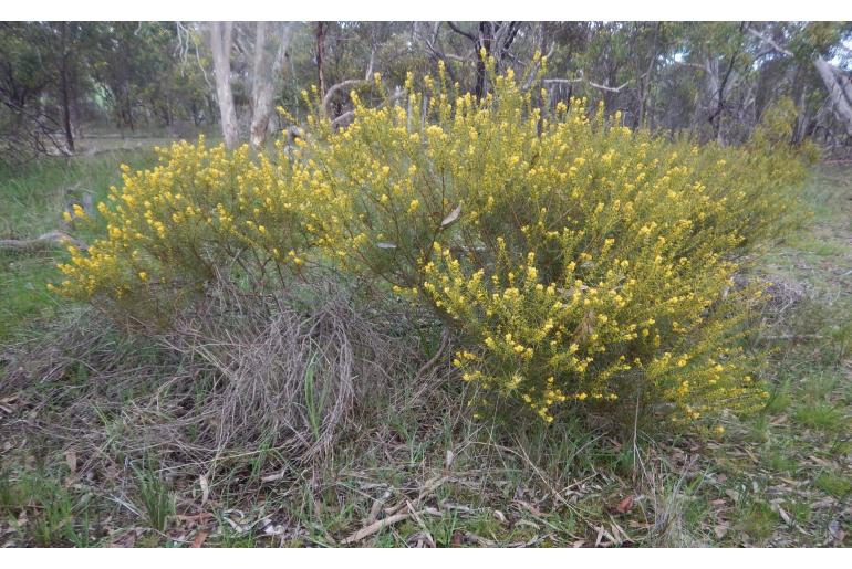 Acacia enterocarpa -11526