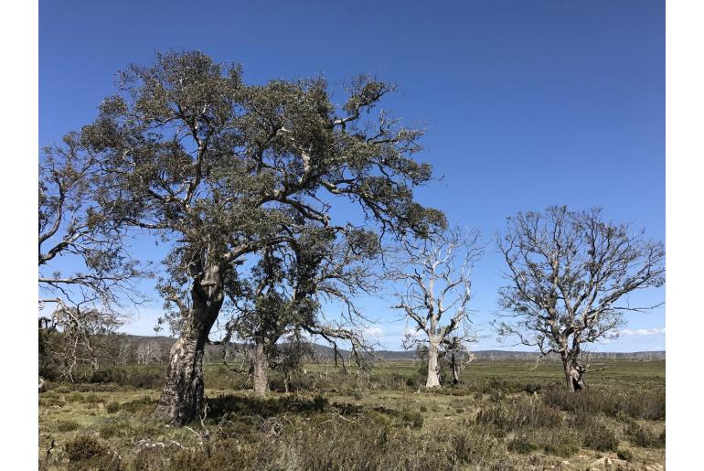 Eucalyptus gunnii ssp divaricata -11558