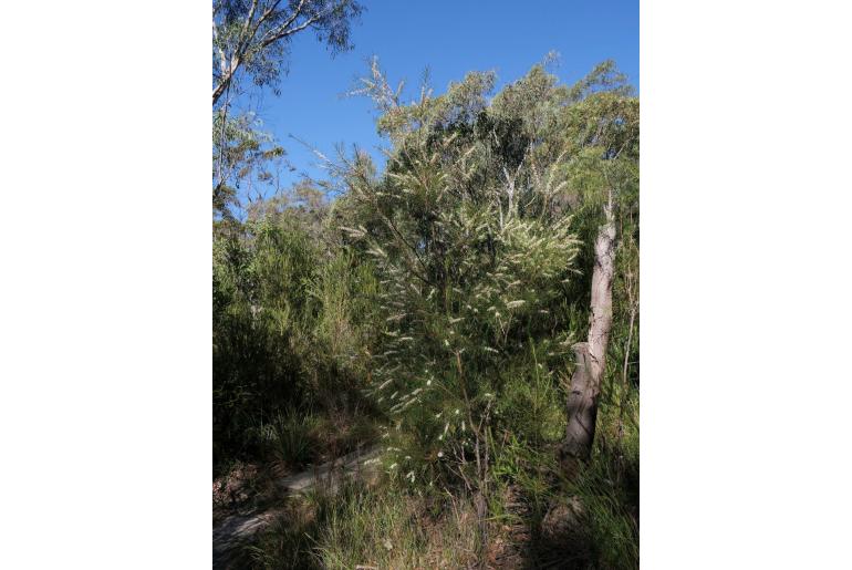 Hakea propinqua -11570