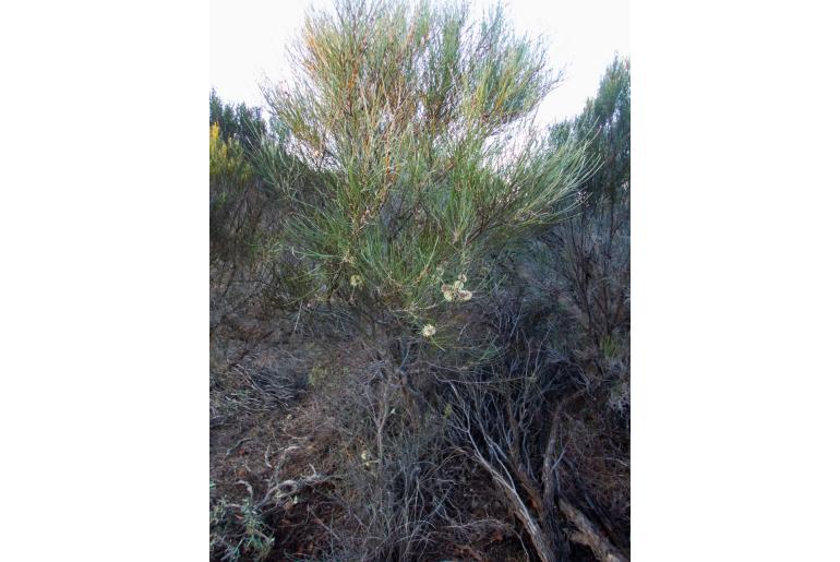 Hakea scoparia -11571