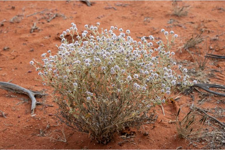 Ptilotus obovatus -11577