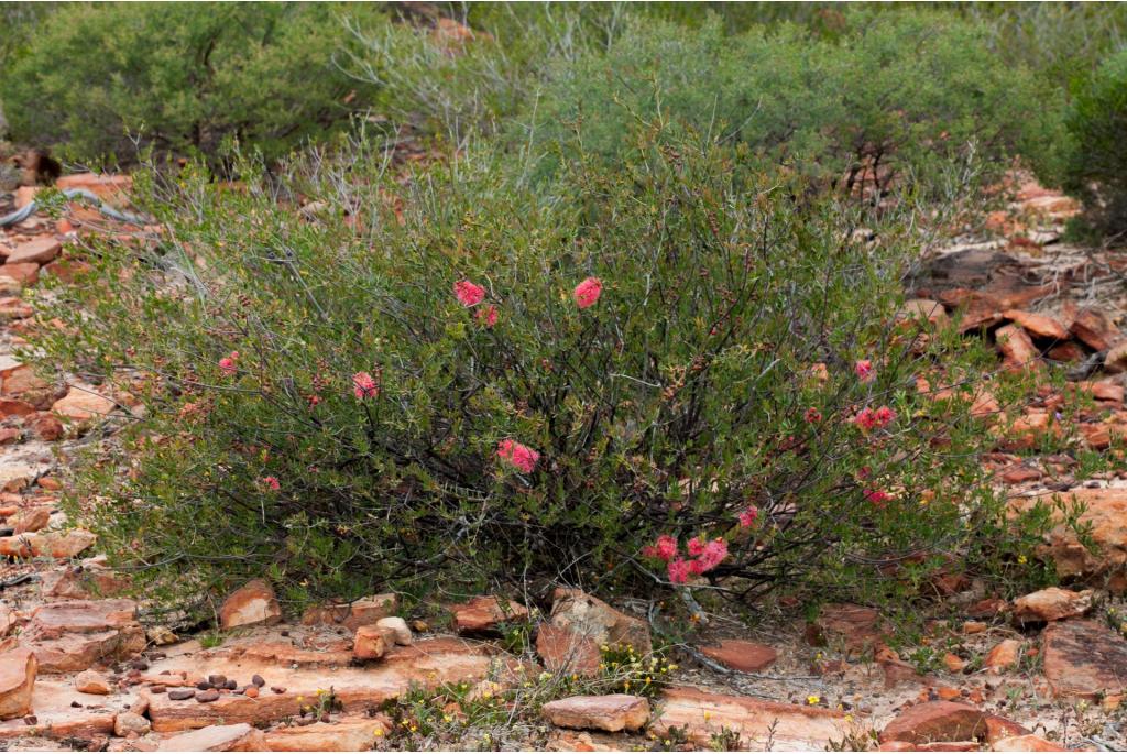 Scharlaken melaleuca