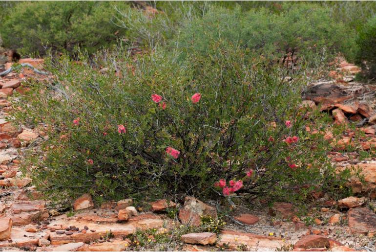 Melaleuca fulgens -11580