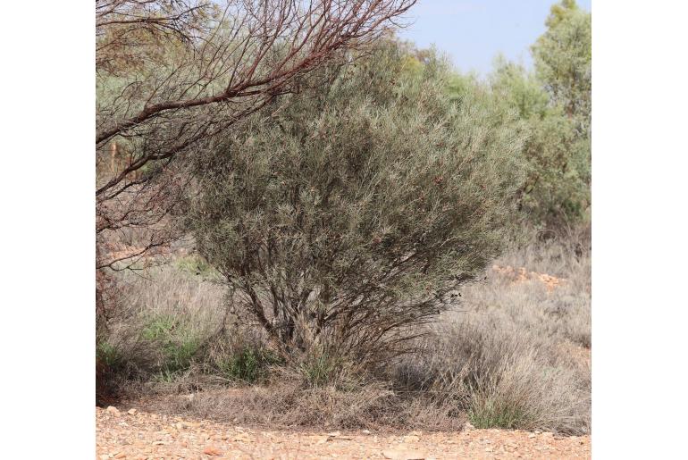 Hakea leucoptera -11584