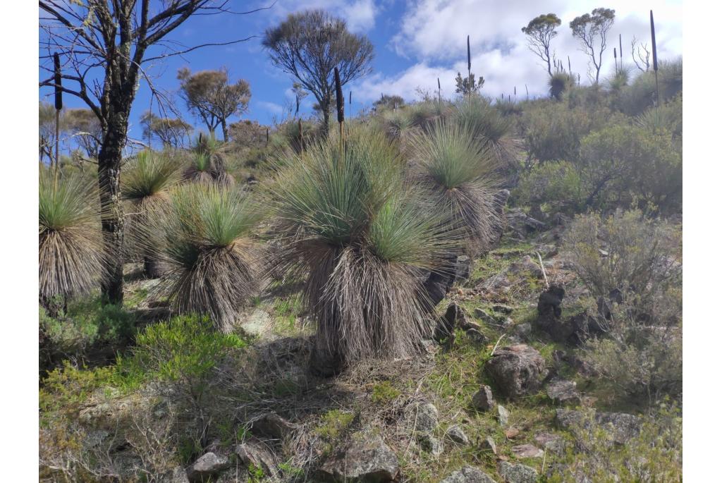 Lofty berg grasboom