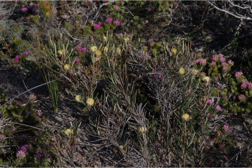 Kippist's banksia