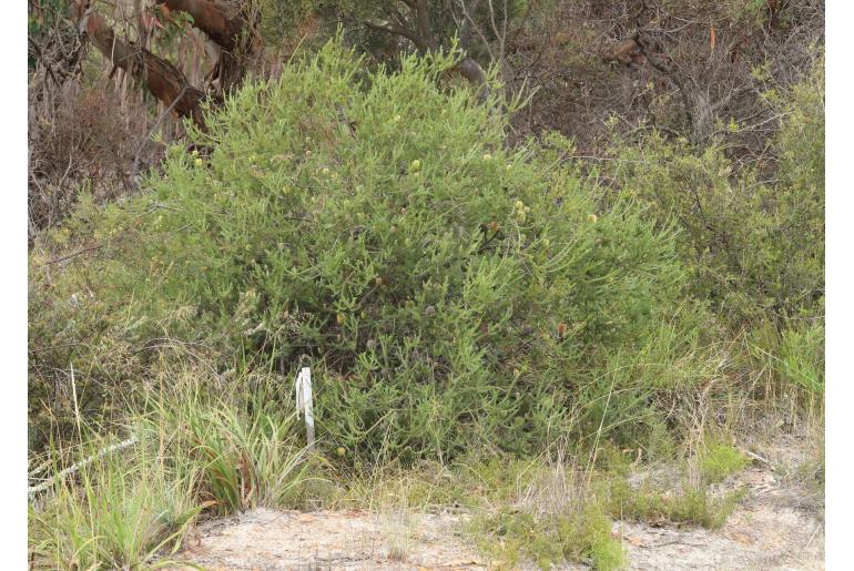 Banksia pulchella -11592