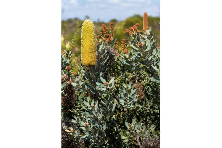 Banksia sceptrum -11594