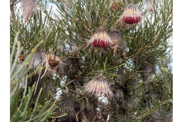 Banksia splendida -11595