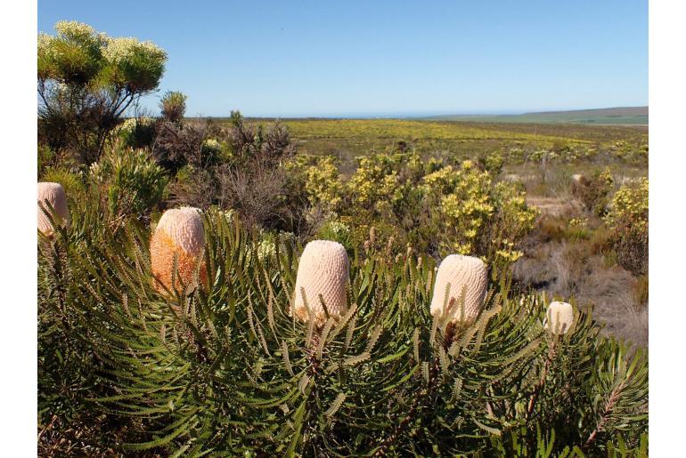 Banksia victoriae -11596