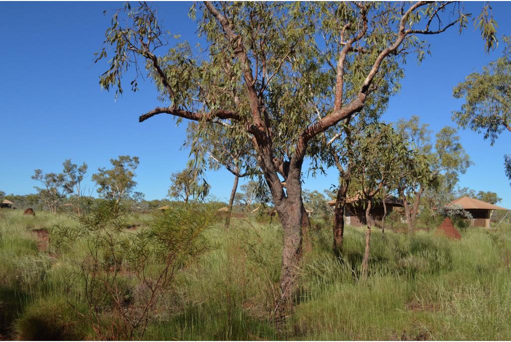 Hamersley's eucalyptus