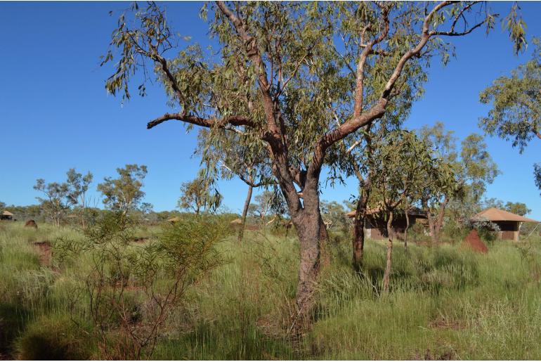 Corymbia hamersleyana -11604