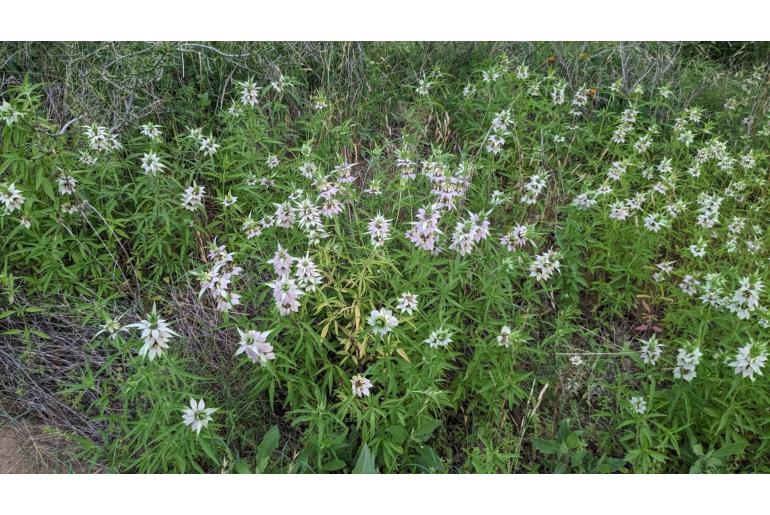 Monarda punctata -11612