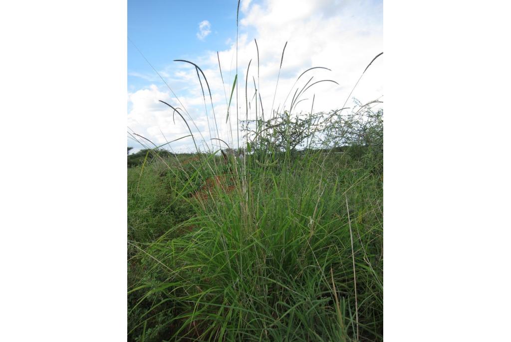 Mopane Gras