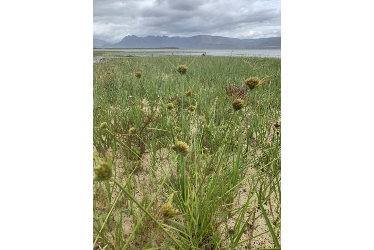 Cyperus polystachyos -11620