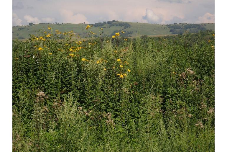 Helianthus tuberosus -11625