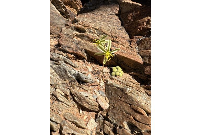 Albuca scabrocostata -11637