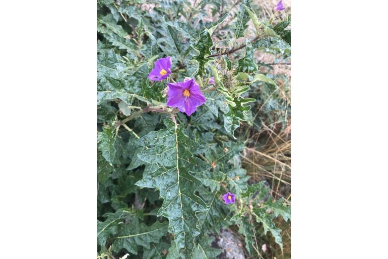 Solanum cinereum -11642