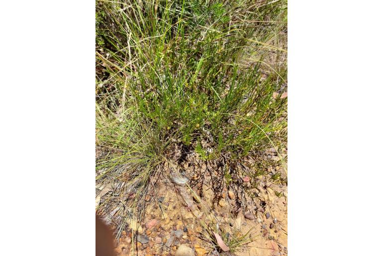 Acacia bynoeana -11644