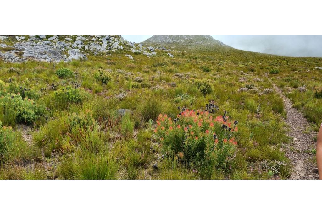 Speerbladige leucadendron