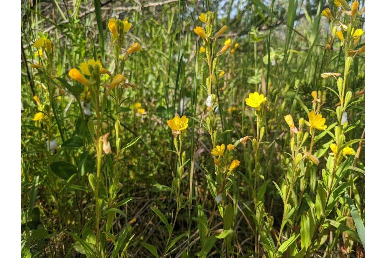 Oenothera perennis -11654