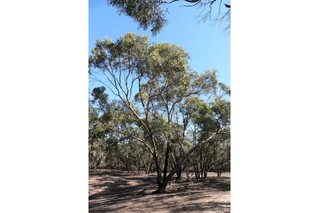 Kamarooka Eucalyptus