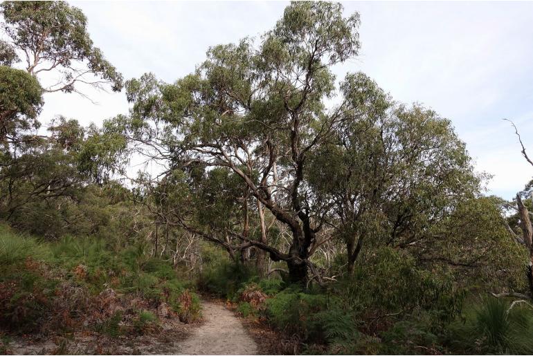 Eucalyptus viminalis ssp pryoriana -11660