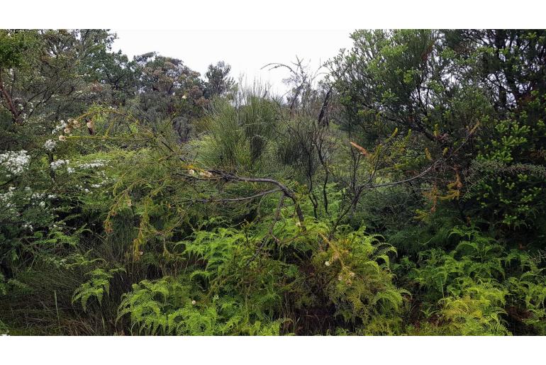 Melaleuca capitata -11668