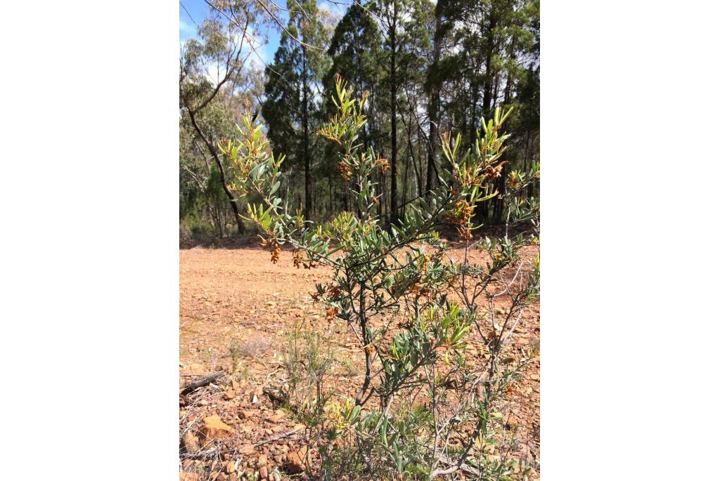 Grevillea met overvloedige bloei