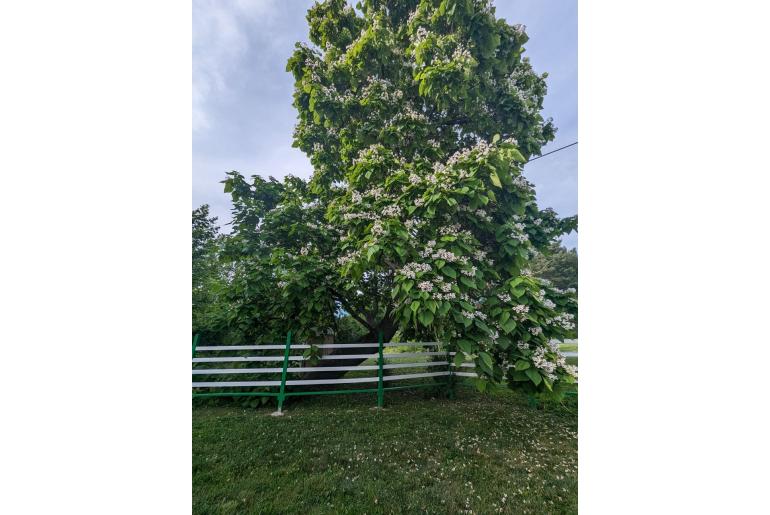 Catalpa bignonioides -11673