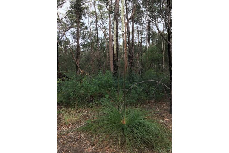 Xanthorrhoea media -11682