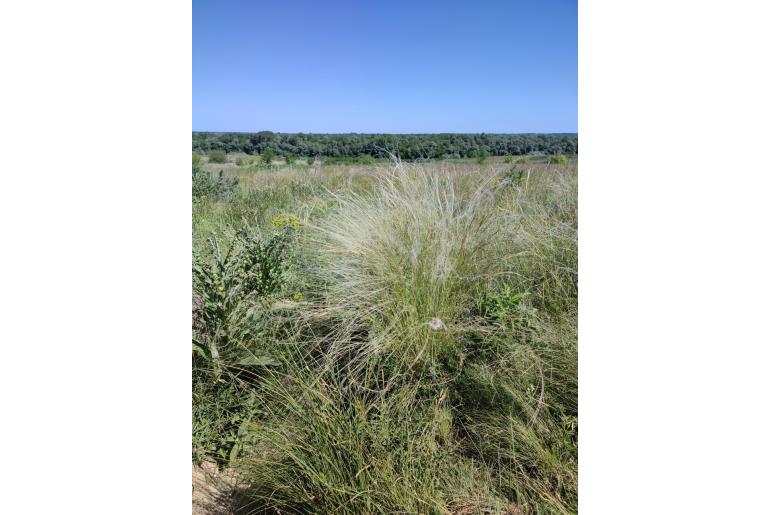 Stipa lessingiana -11686