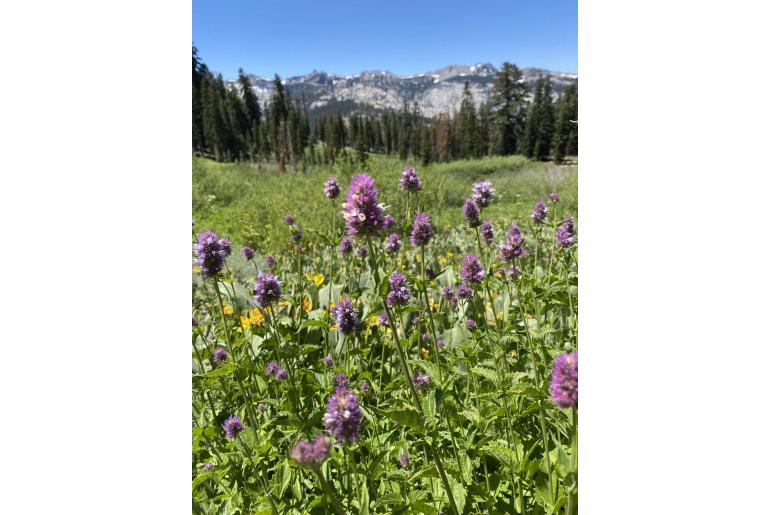 Agastache urticifolia -11691