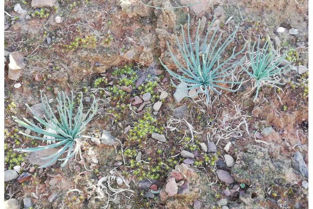 Namaqualand albuca