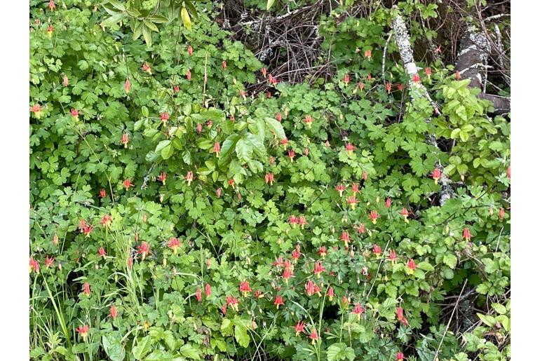 Aquilegia formosa -11694