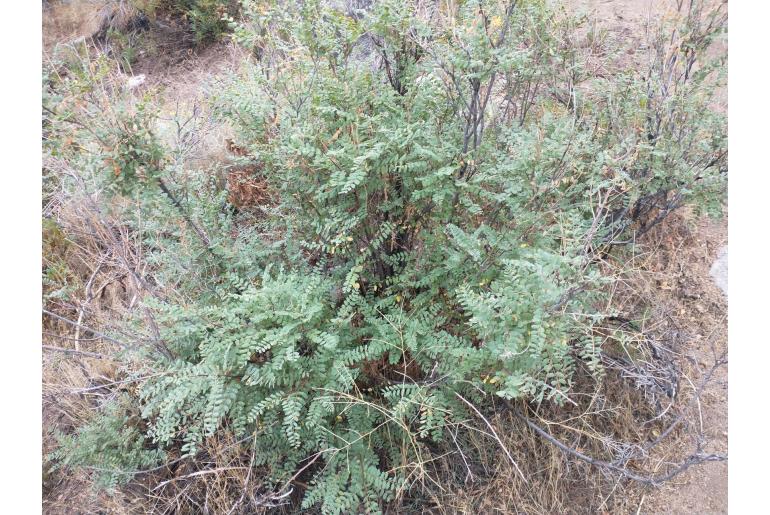 Amorpha californica -11699