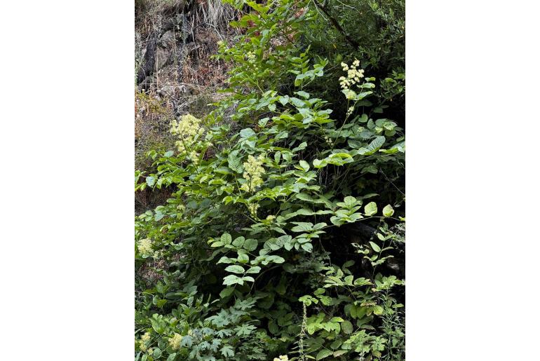 Aralia californica -11702