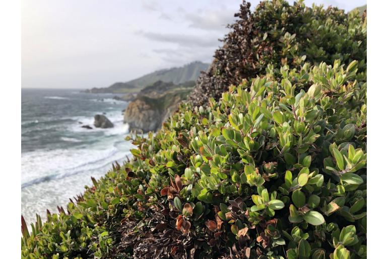 Arctostaphylos edmundsii -11703