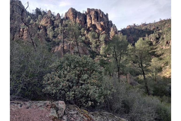 Arctostaphylos glauca -11704