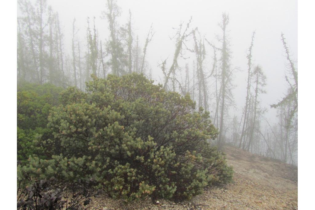 Schreiber's manzanita