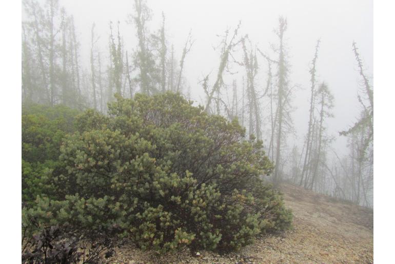 Arctostaphylos glutinosa -11705