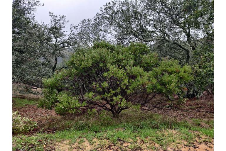 Arctostaphylos manzanita -11706