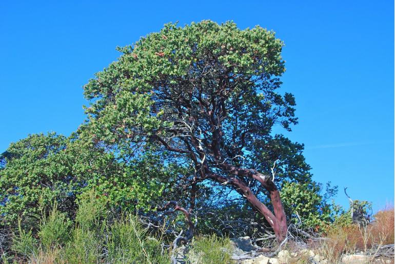 Arctostaphylos refugioensis -11709