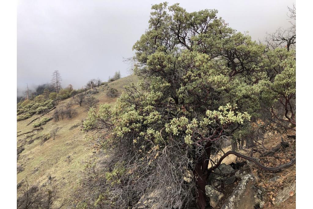 Witbladige manzanita