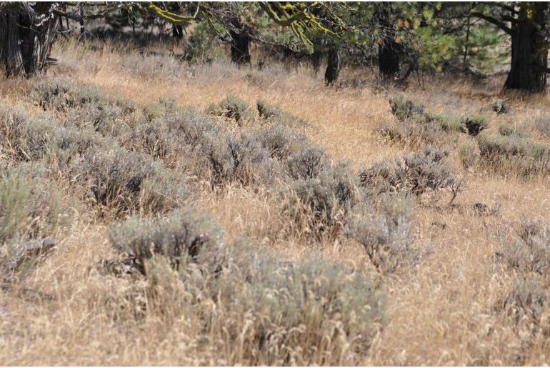 Artemisia arbuscula -11714