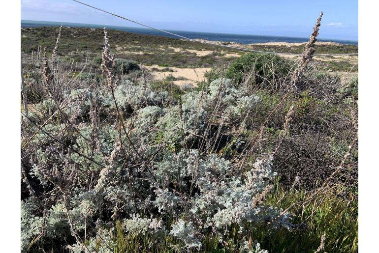 Artemisia pycnocephala -11717