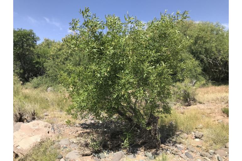 Fraxinus velutina -11722